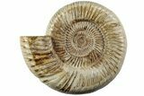 Jurassic Ammonite (Perisphinctes) - Madagascar #227473-1